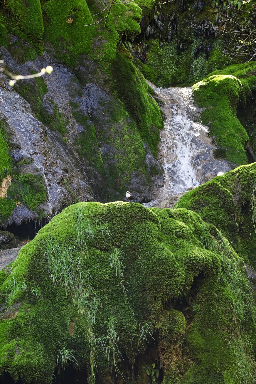 Cascade des tufs, Monsieur Cincle Plongeur - photo 10